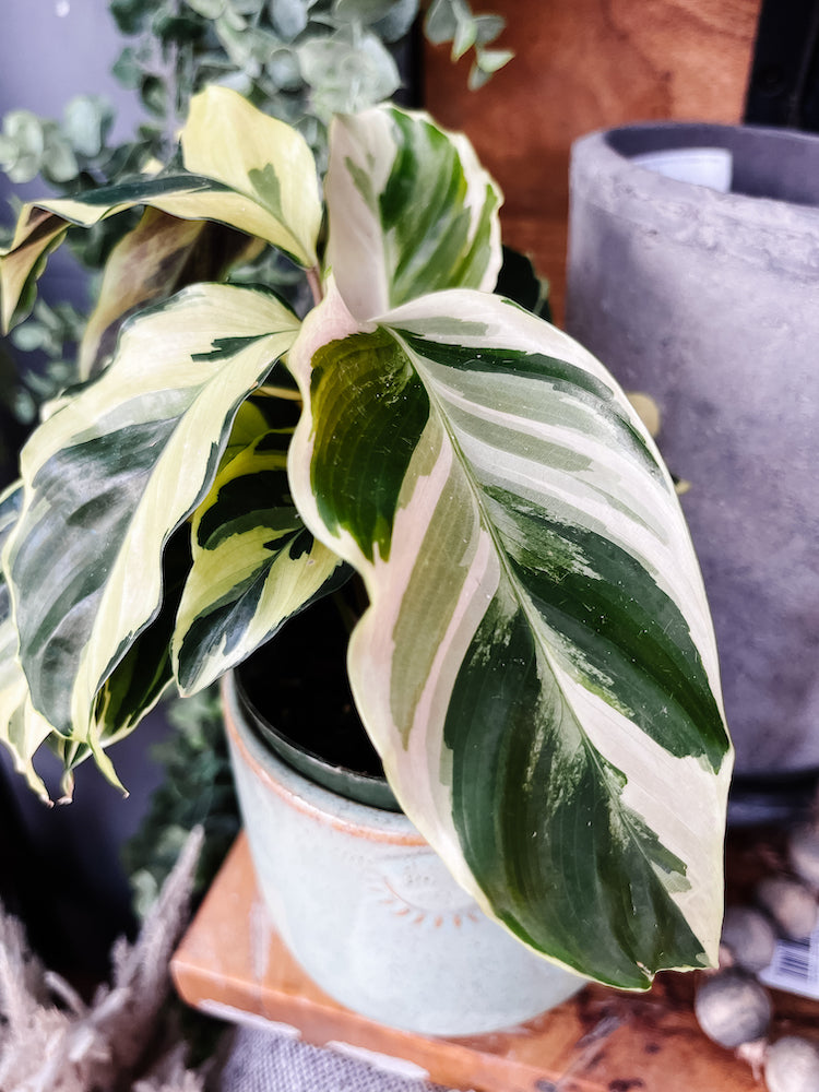 Calathea Yellow Fusion