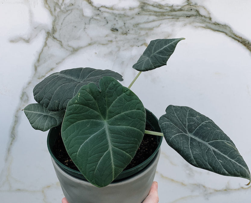 Alocasia Maharani | Grey Dragon