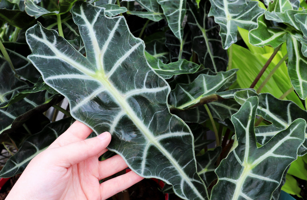 Alocasia Polly