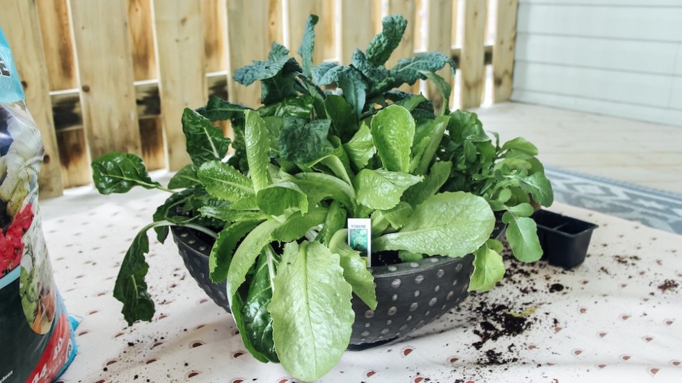 Homegrown Greens: DIY Salad Bowl Planter