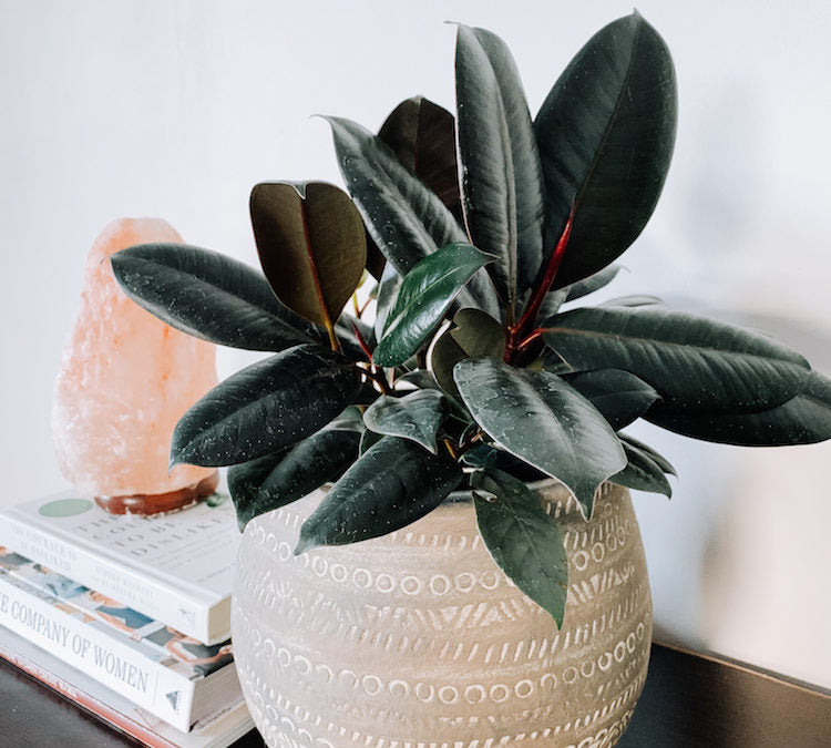 Ficus Elastica: The Rubber Plant