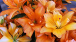 Lilies: Daylilies & Asiatic