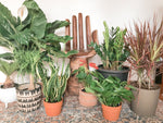 Houseplants for the “Not so Green Thumb”.