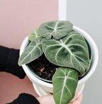 Alocasia Reginula | Black Velvet