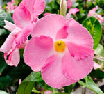 Mandevilla