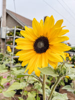 Suncredible & Sunfinity Sunflowers