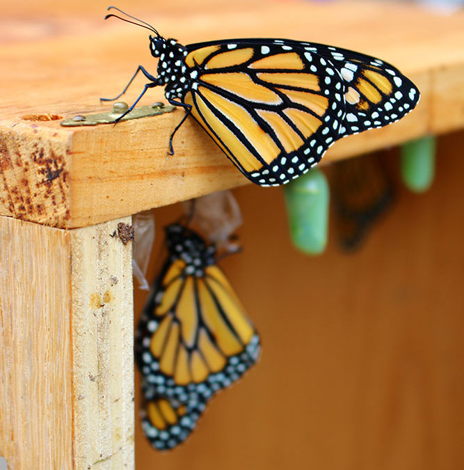 Building a Butterfly Habitat