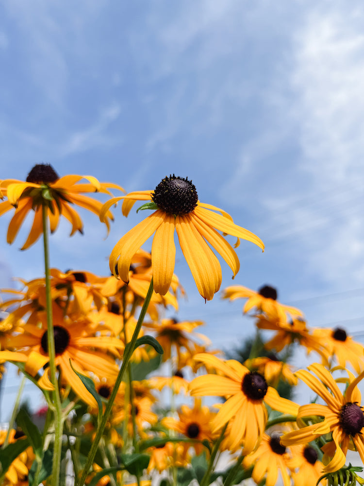 Black-Eyed Susan | Perennial