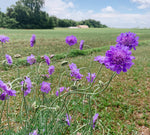 Scabiosa: Pincushion Flower