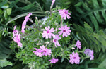 Phlox