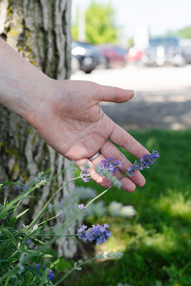 Lavender