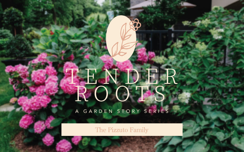 Tender Roots: The Pizzuto Family
