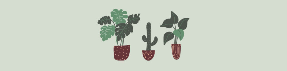Anna’s Houseplant Care Guide
