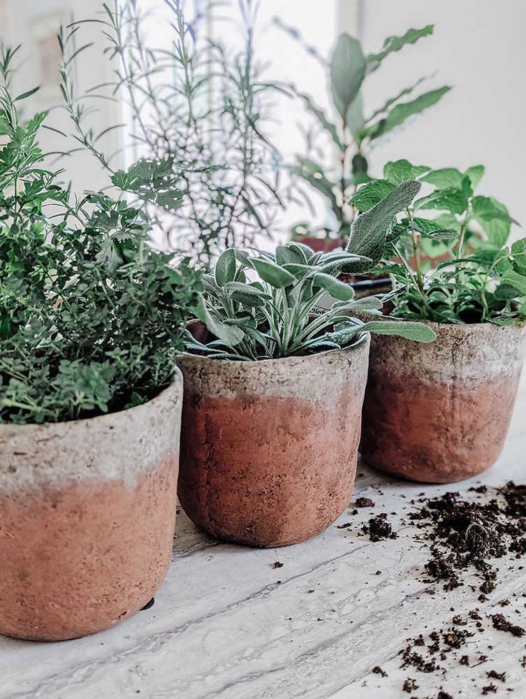 Inspiration to Grow an Herb Garden