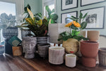 Repotting & Caring for your Indoor Plants