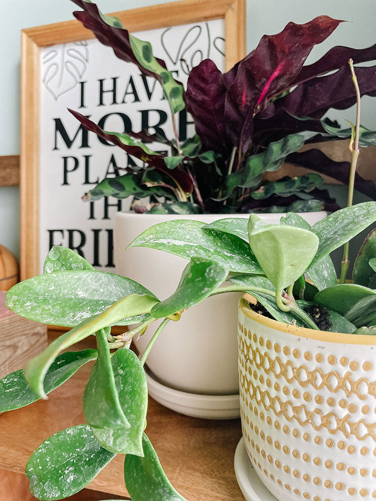 A Plant Lovers Gift Guide