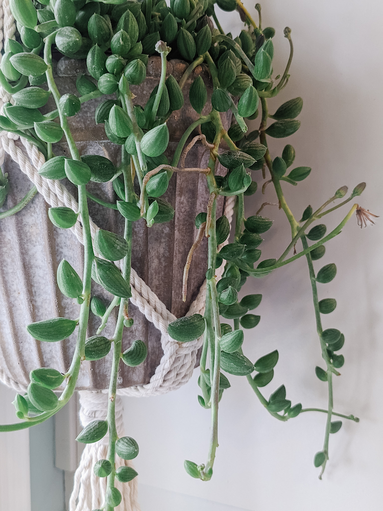 Styling your Home with Hanging Plants