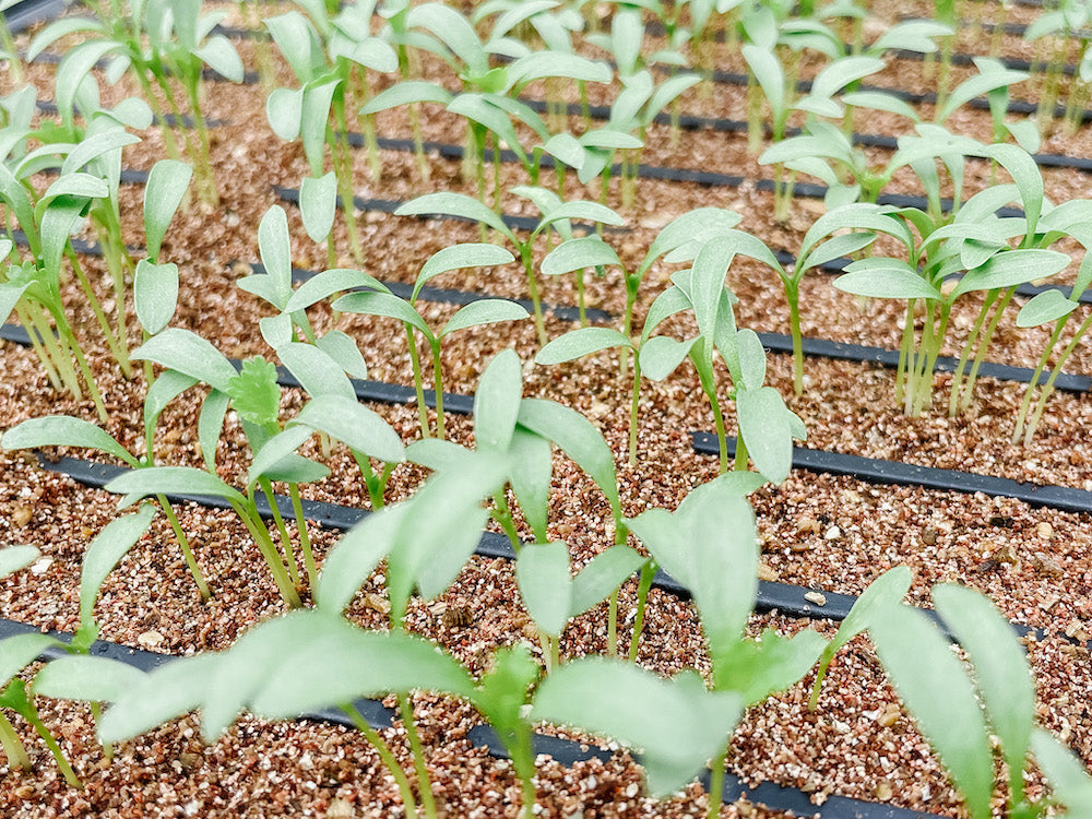 Seeding Indoors – Let’s Get Growing!