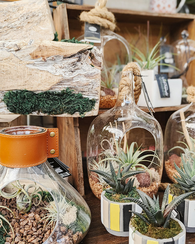 Air Plants -  A Versatile Way to Style Any Space