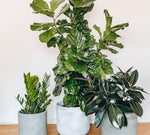 Spring Indoor Plant Care