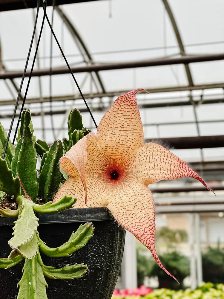 Starfish Cactus