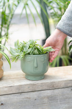 Plants & Pots - Choosing the right pot
