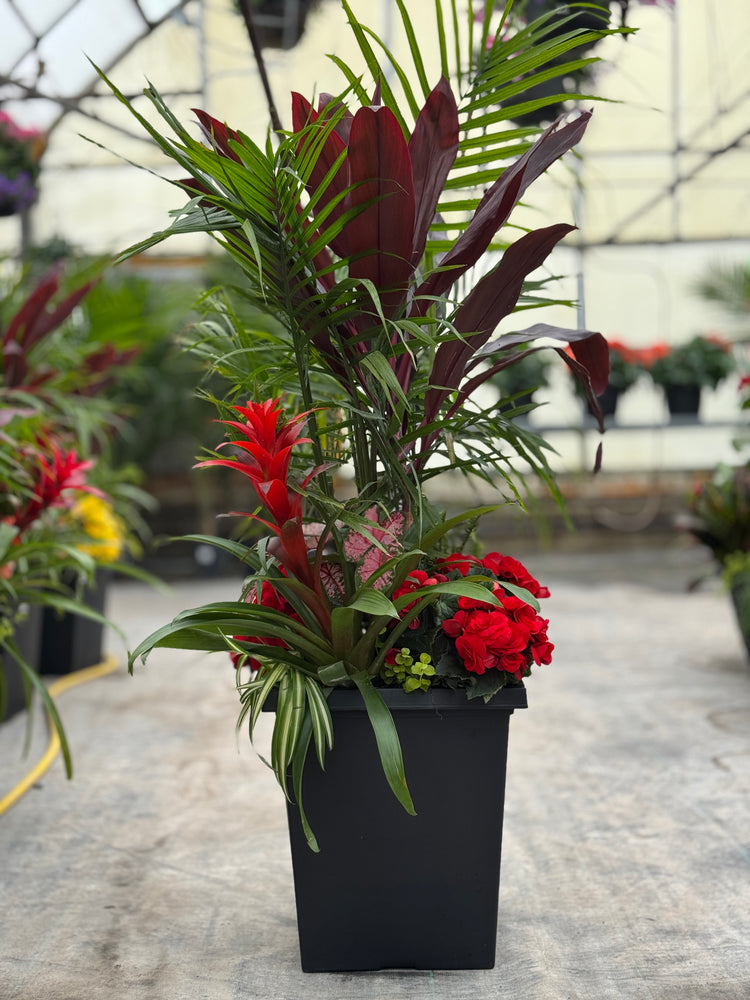 14" Tuscany Square Majesty/Cordyline Patio Pot - Partial Sun/Shade (Multiple Colours)