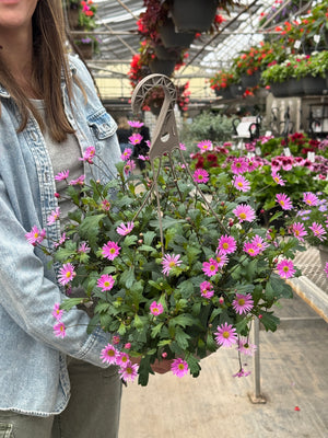 12" Marguerite Daisy Hanging Basket (Mutiple Colours)