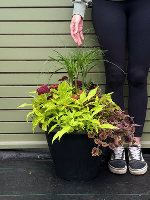 16" Round Coleus Grass Mix