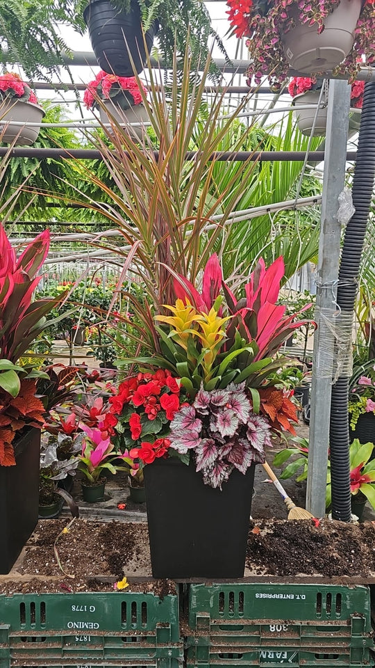 14" Tuscany Square Dracaena Cordyline