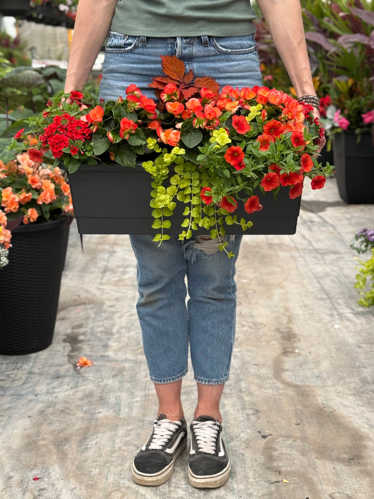 22" Begonia Window Box (Multiple Colours)