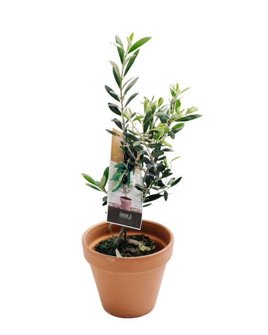 6" Olive Tree  - Anderdon Public School