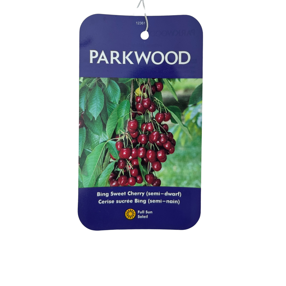 Bing Sweet Cherry (Semi-Dwarf)