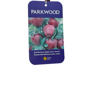 Red Delicious Apple Semi-Dwarf #7 CG