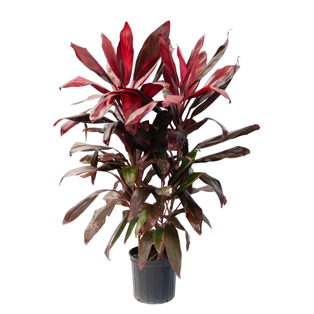 10" Cordyline Florica