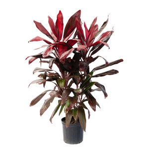 10" Cordyline Florica