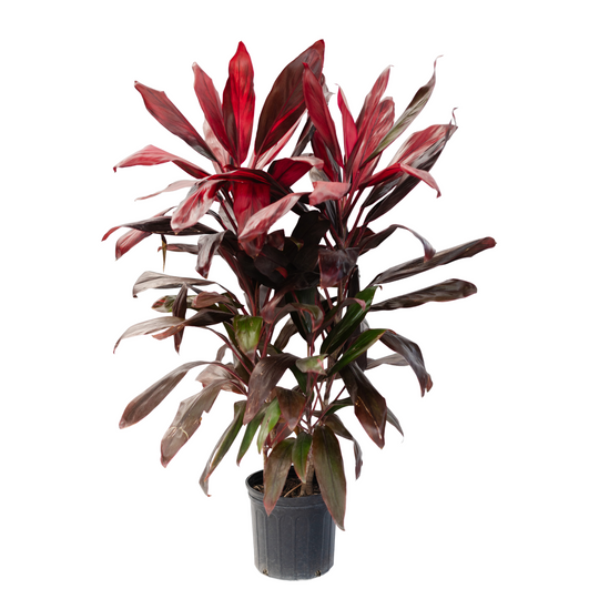 10" Cordyline Florica
