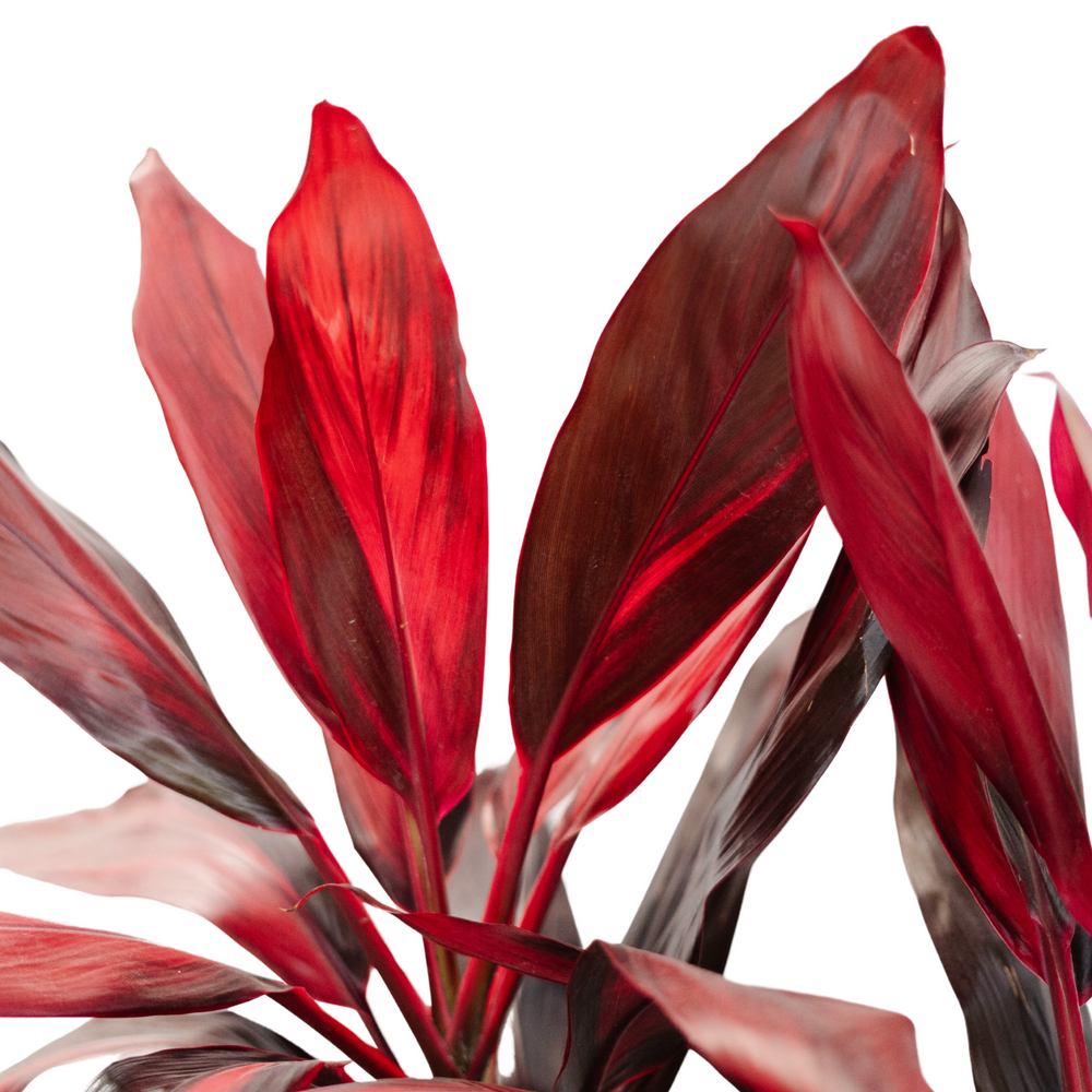 10" Cordyline Florica