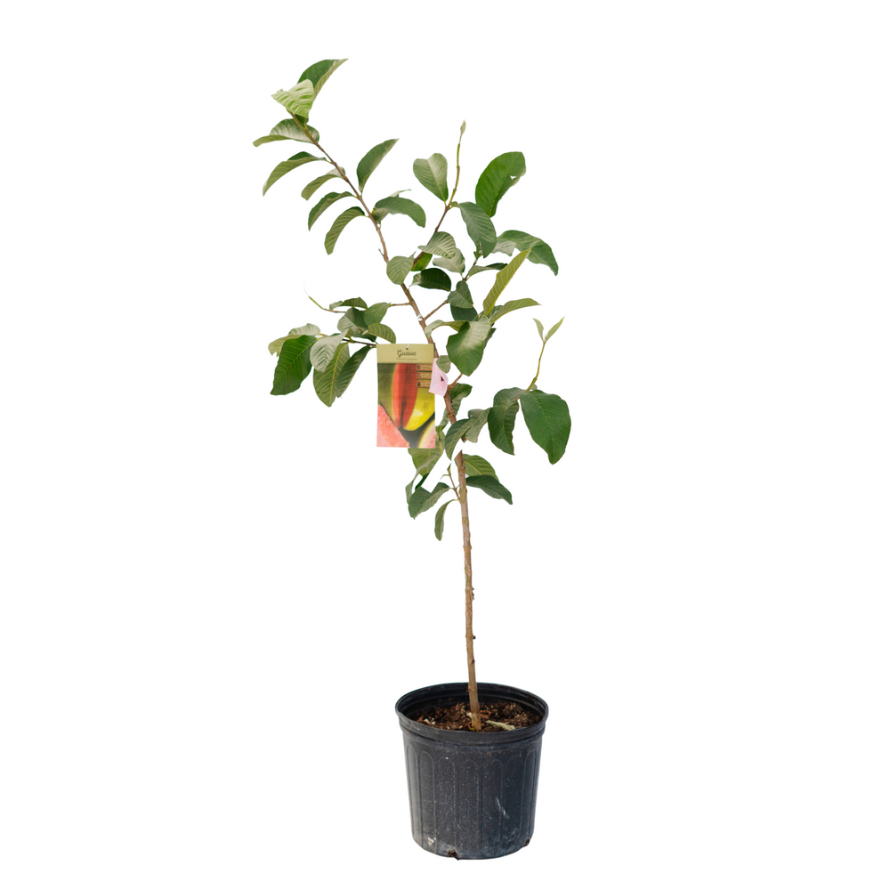 10" Guava