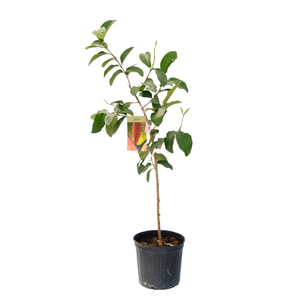 10" Guava