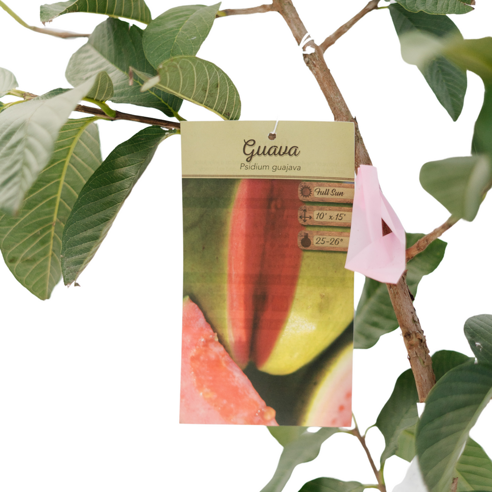 10" Guava