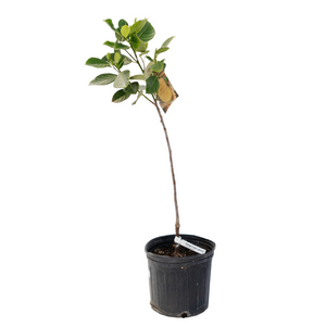 10" Jakfruit Tree