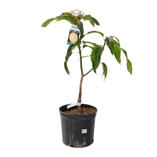 10" Mango Tree