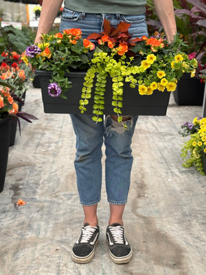 22" Begonia Window Box (Multiple Colours)