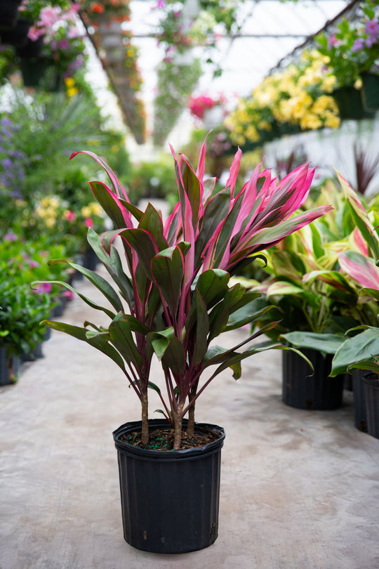 10" Cordyline Maria