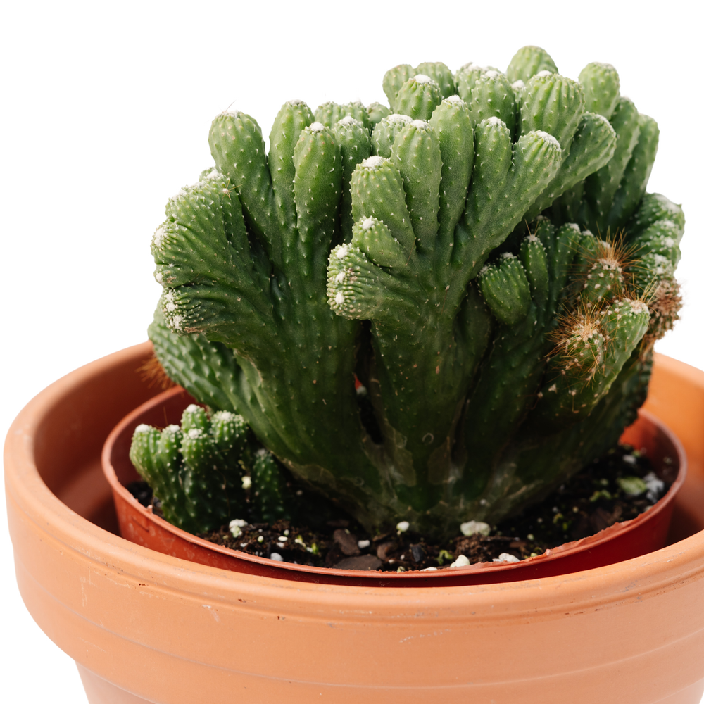 6" Jade Crassula Cereus Monstrous Green