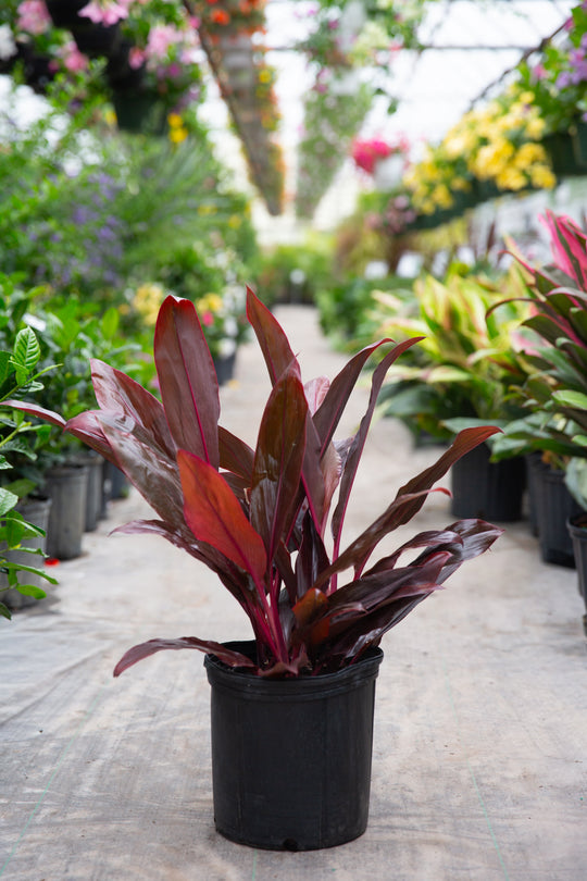10" Cordyline Auntie Lou (Fruticosa)