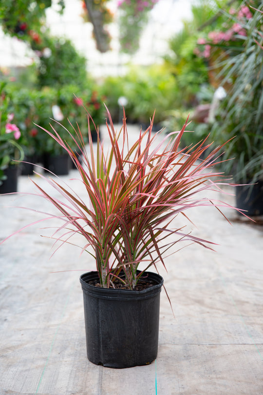 10" Dracaena Colorama Bush