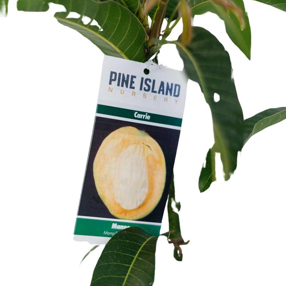10" Mango Tree
