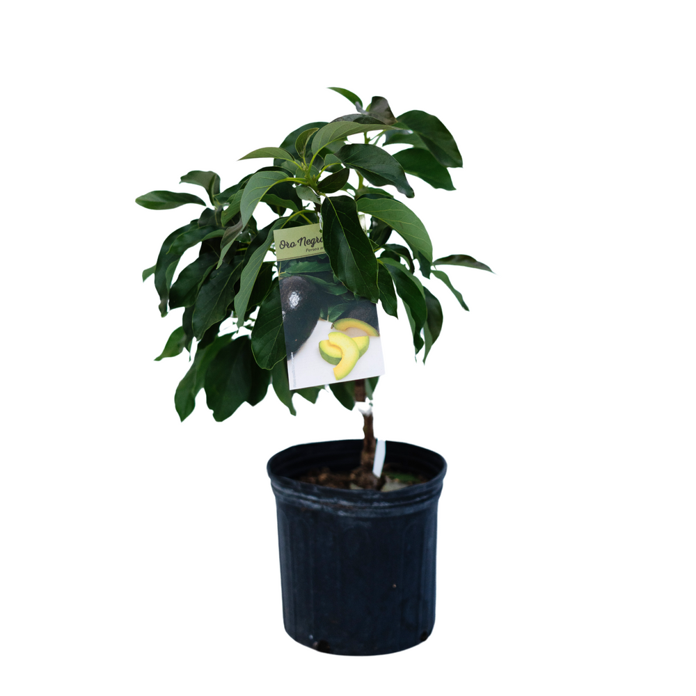 10" Avocado